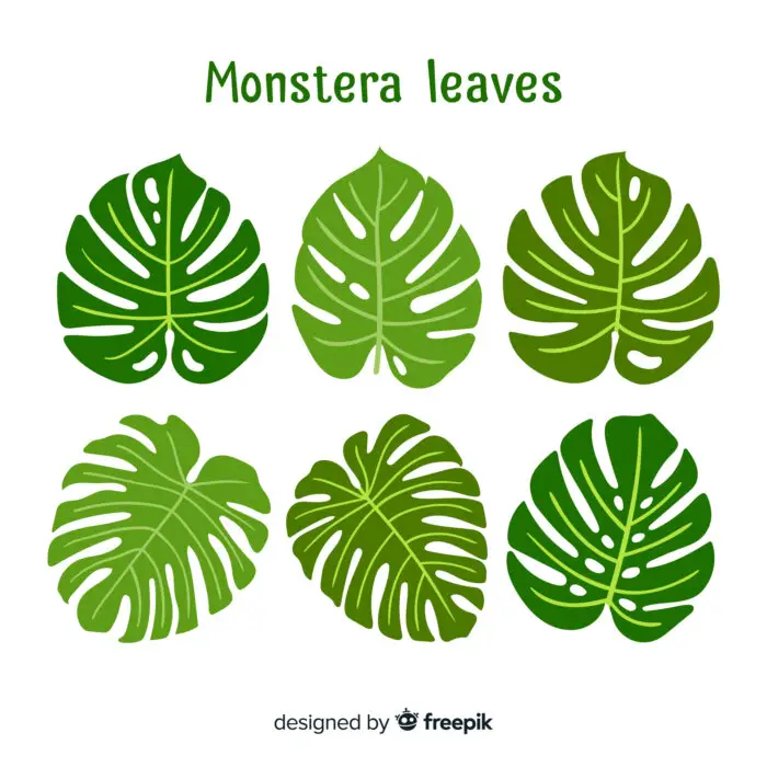 Monstera leaves