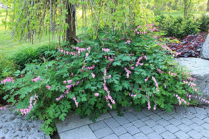 Dicentra (Bleeding Heart)