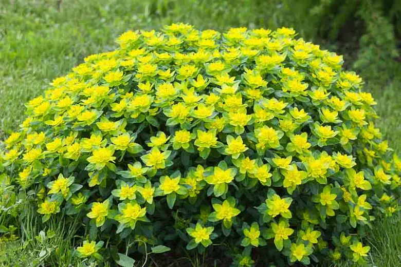 Euphorbia (Spurge)