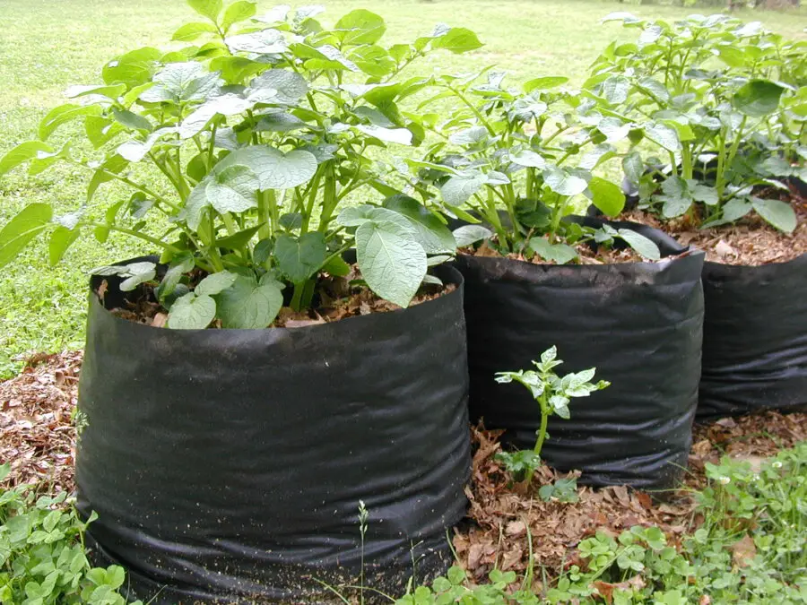 Potato grow bags