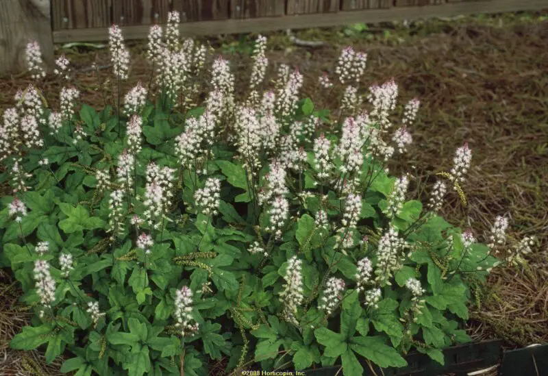 Tiarella (Foam Flower)