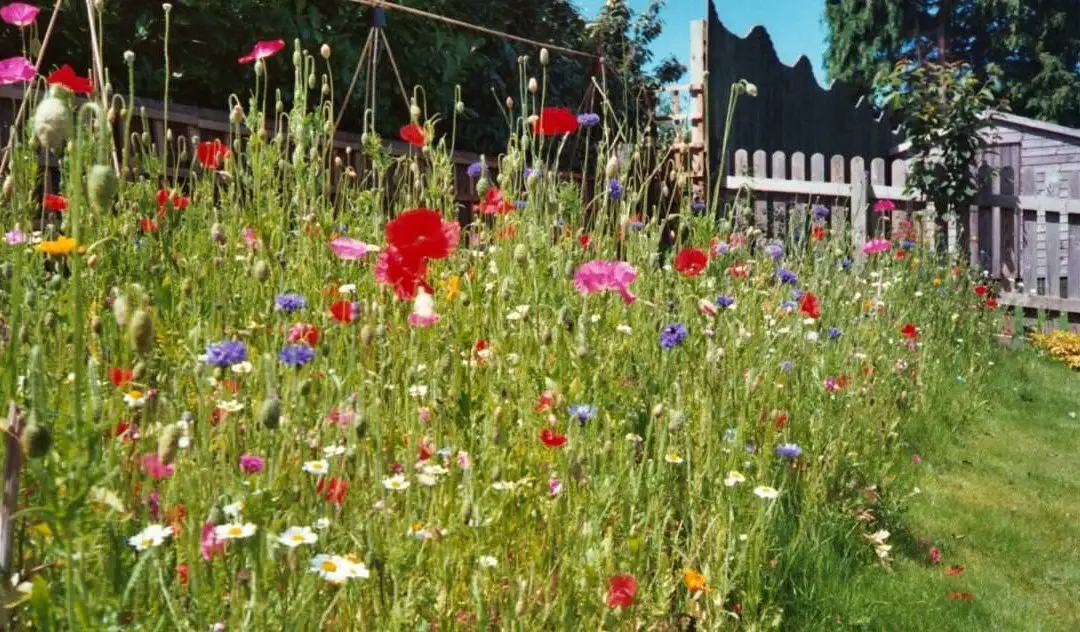 when to plant wildflower seeds