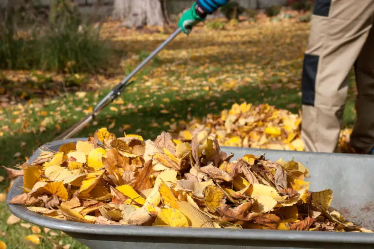 How to Make SoilEnriching Mulch With Shredded Leaves TBGI