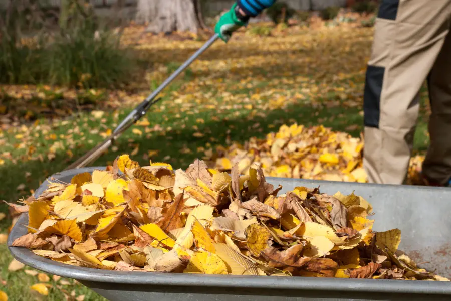 commposting shredded leaves for mulch