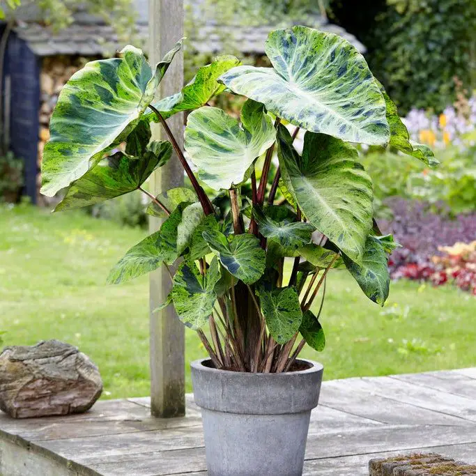 elephant ear