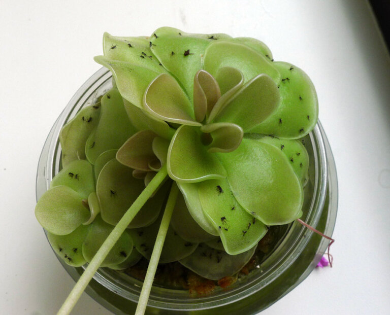 5 Ways You Can Get Rid Of Gnats On Indoor Plants TBGI