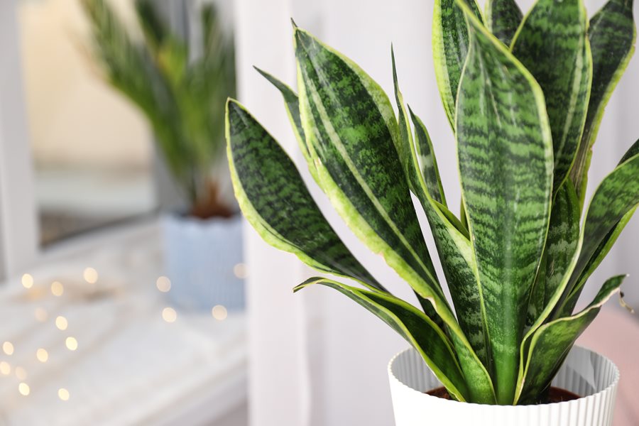 how often to water a snake plant