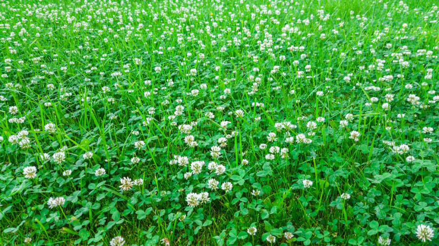 how to get rid of clover in your lawn