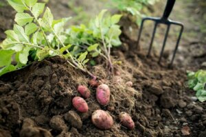 Potato Plant Spacing How Far Apart To Plant TheBestGardeningInfo   Inground Potato Gardening 300x200 