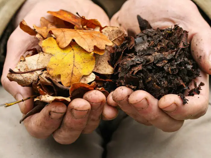 leaves to mulch