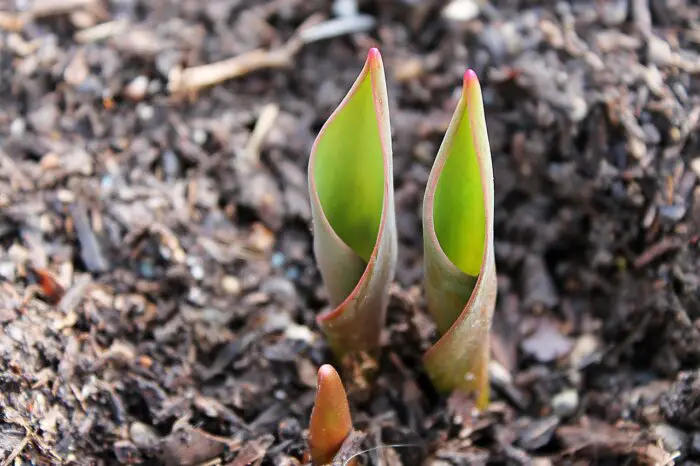 mulching perennials