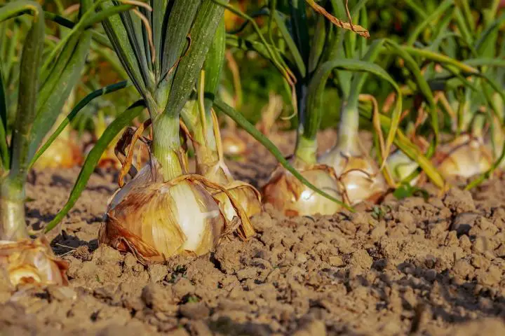 planting onions