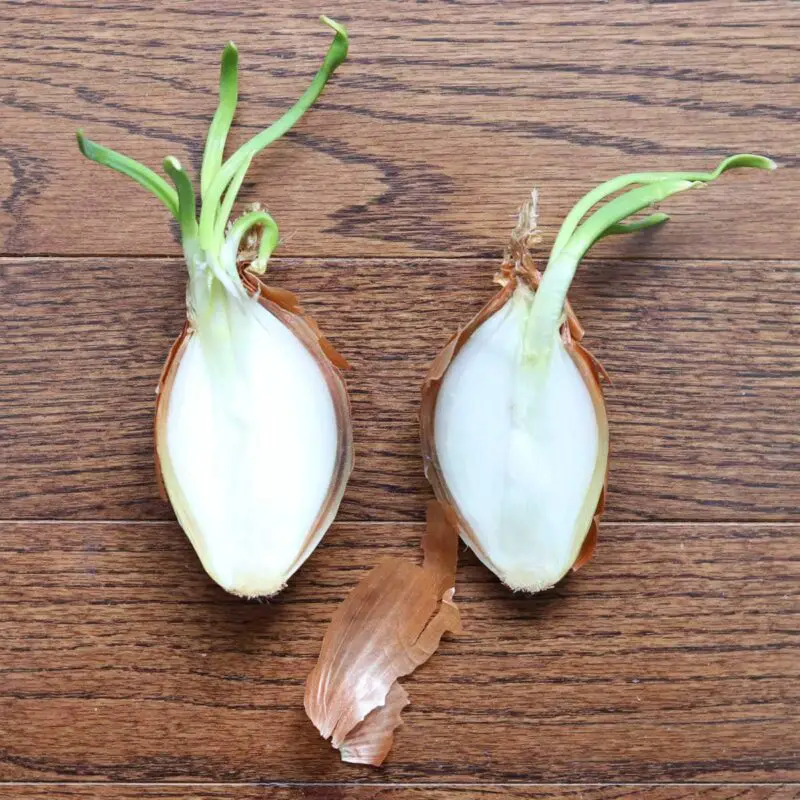 How to Plant a Sprouted Onion: 7-Step Guide