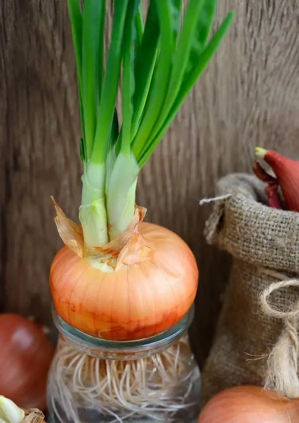 How to Plant a Sprouted Onion 7Step Guide TheBestGardeningInfo