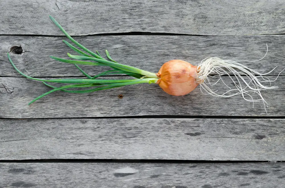 how to plant a sprouted onion