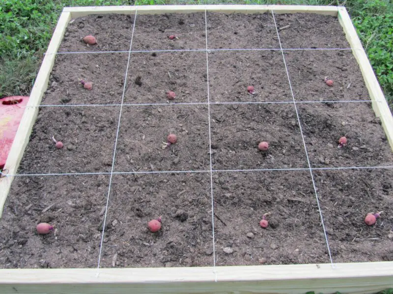 Square foot potato gardening