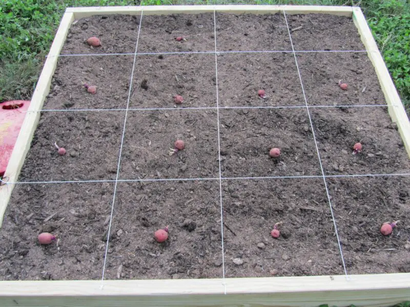 Potato Plant Spacing How Far Apart To Plant TheBestGardeningInfo   Square Foot Potato Gardening E1643017355600 