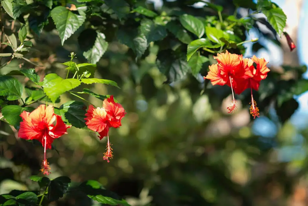 Why Are My Hibiscus Leaves Turning Yellow? TheBestGardeningInfo