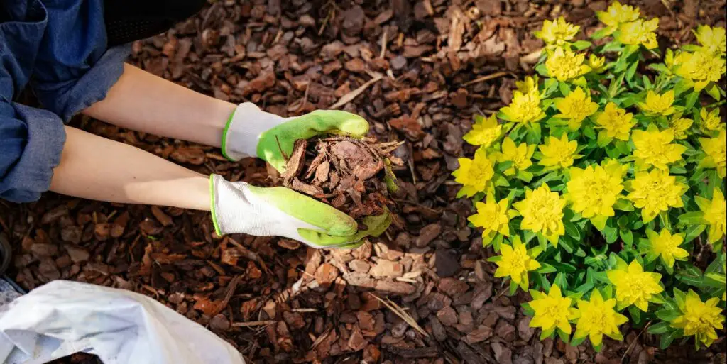 Will Perennials & Flowers Grow Through Mulch? (Explained) TBGI