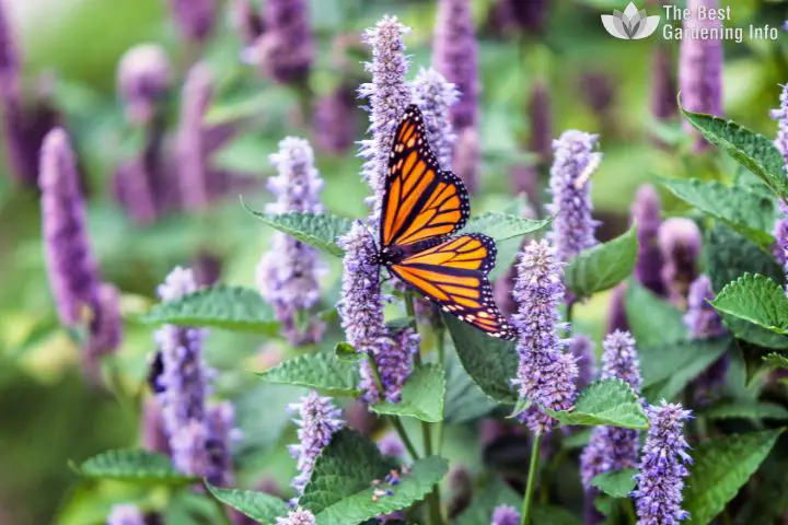 10 Best Pollinator Plants to Attract Beneficial Insects