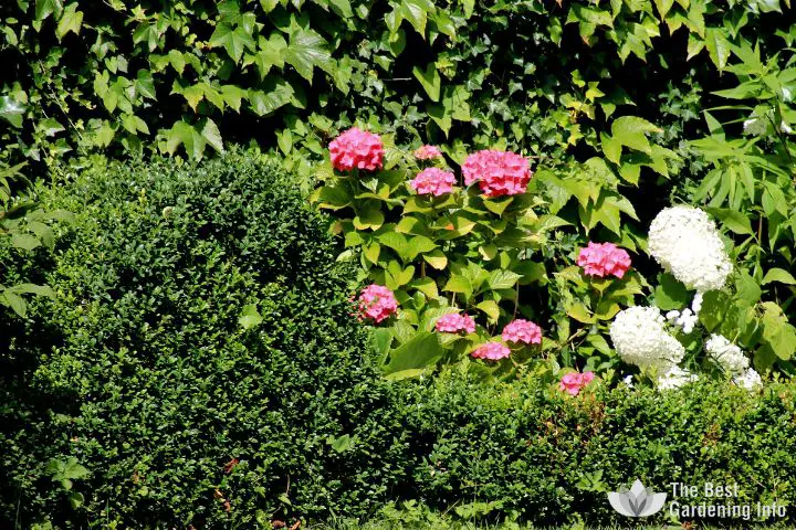 14 Stunning Deer-Resistant Shrubs for Your Garden