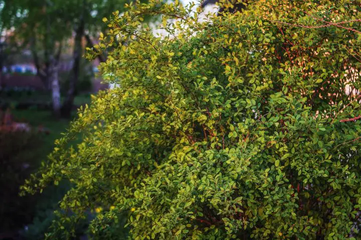 Barberry (Berberis)