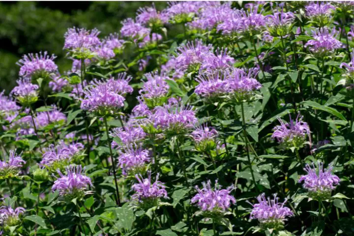 Bee Balm (Monarda)