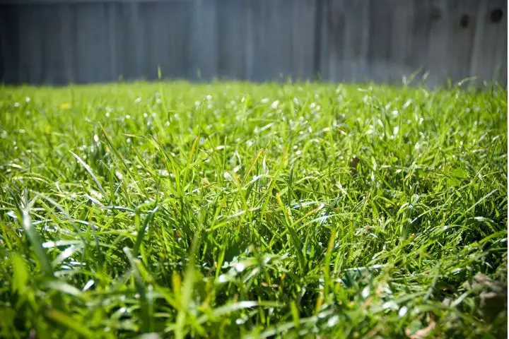 Bermuda Grass