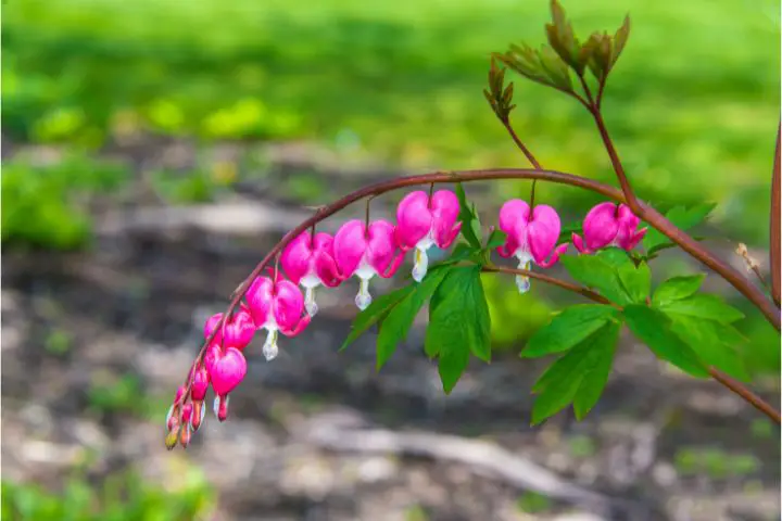 Pacific Bleeding Heart (Dicentra formosa)