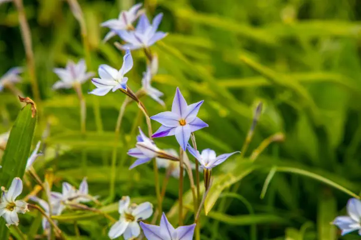 Borage