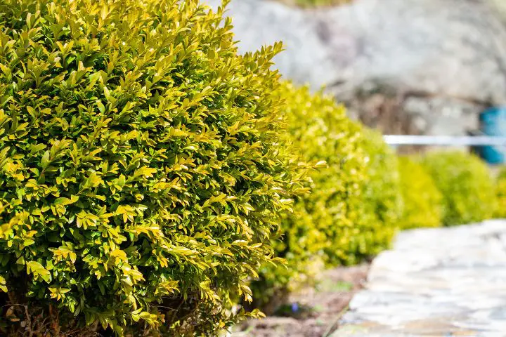 Boxwood (Buxus)