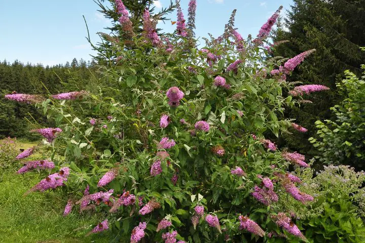 Butterfly Bush (Buddleja)