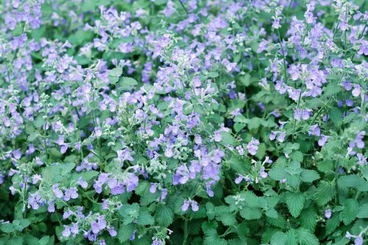 Catmint (Nepeta)