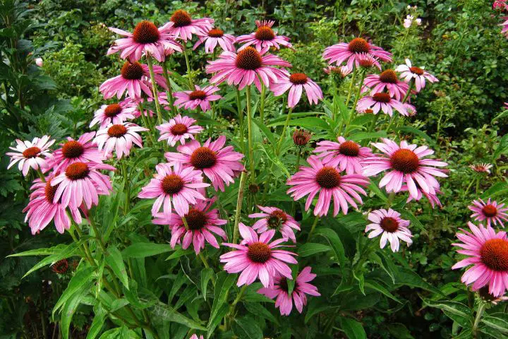 Coneflower (Echinacea)