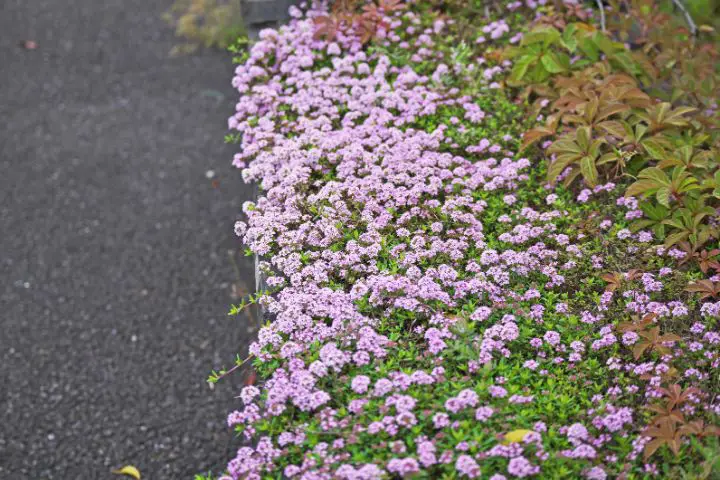 Creeping Thyme