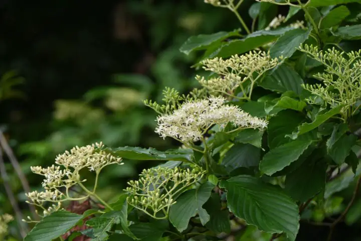 Dogwood (Cornus)