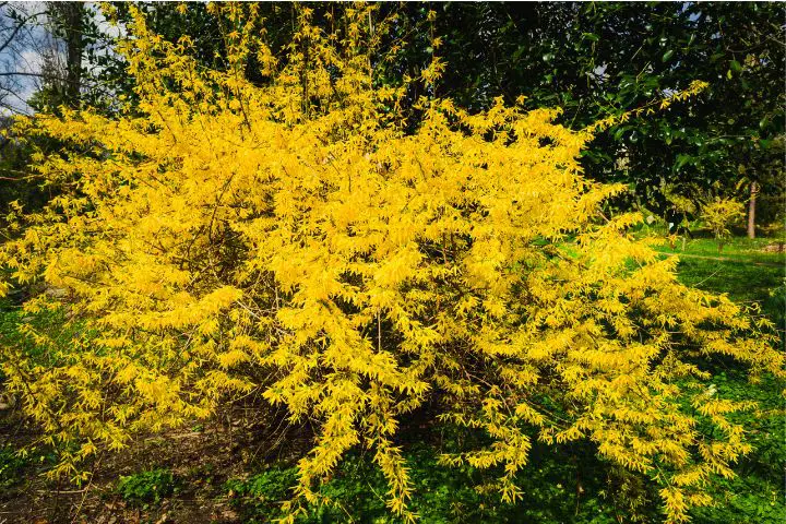 Forsythia