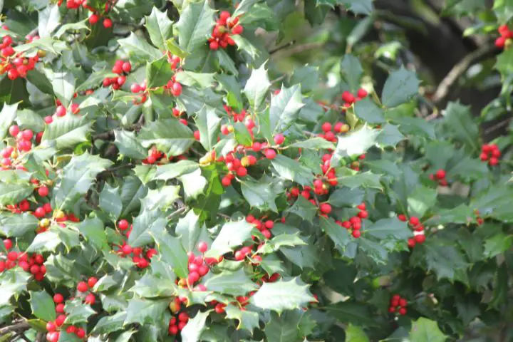 Holly (Ilex)