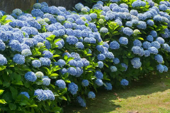 Hydrangea