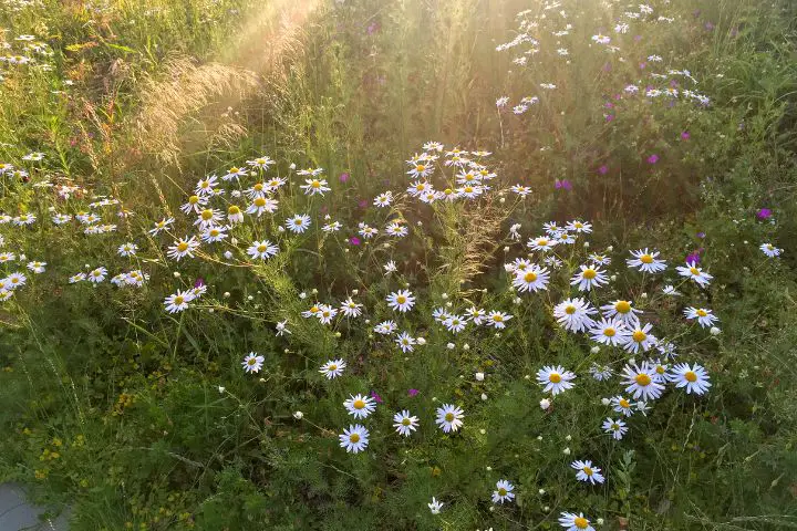 Lawn Chamomile