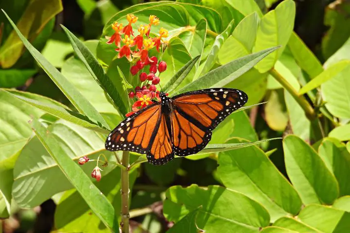 Milkweed (Asclepias)