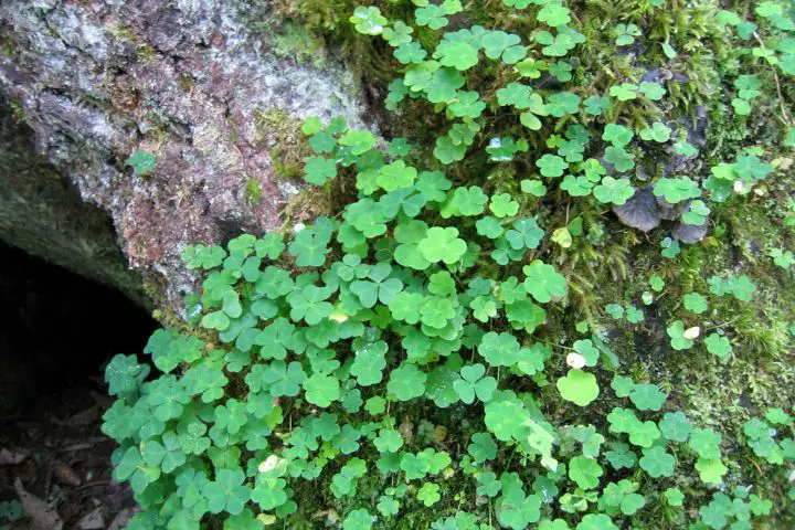 Miniature Clover