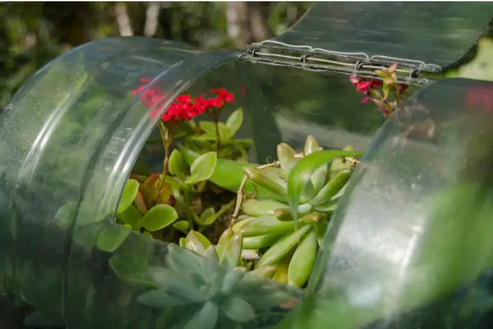 Miniature Greenhouses