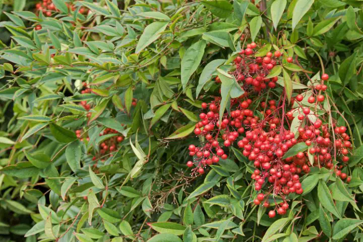 Nandina (Nandina domestica)