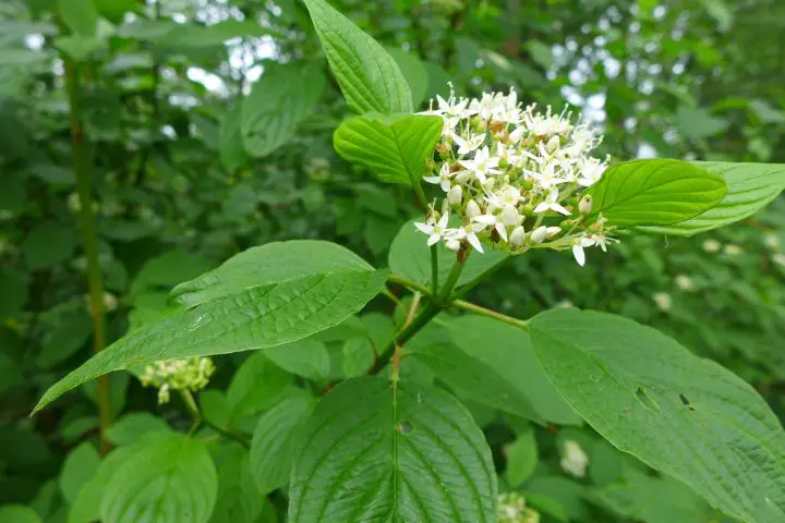 Red Twig Dogwood (Cornus sericea)