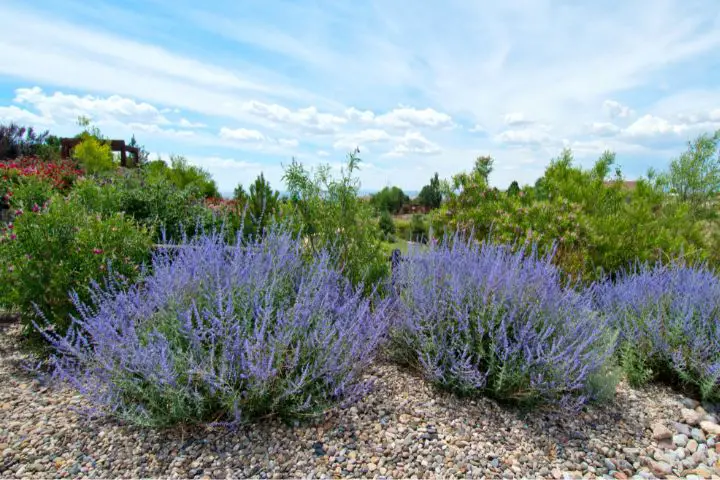 Russian Sage (Perovskia atriplicifolia)