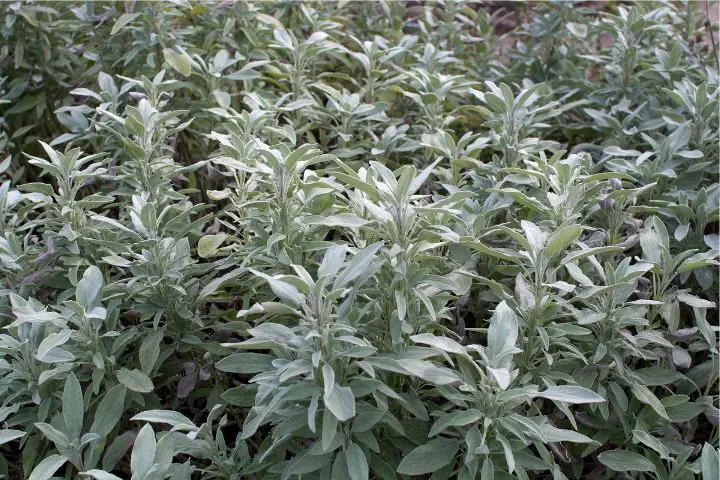 Salvia