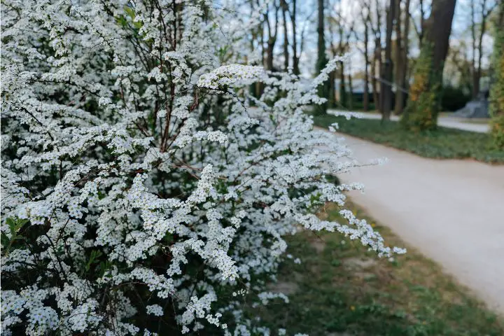 Spirea