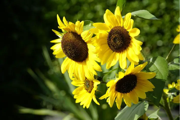 Sunflowers (Helianthus)