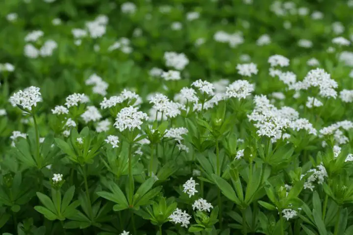 Sweet Woodruff